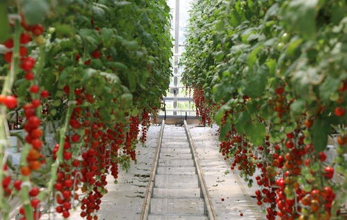 王佳说种植,关于西红柿二次结果技术