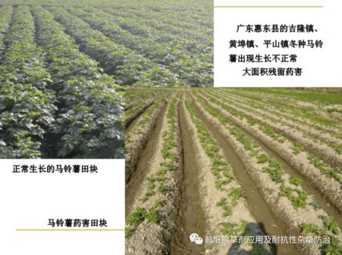 广东多熟制耕作栽培模式下除草剂药害发生状况与预防措施