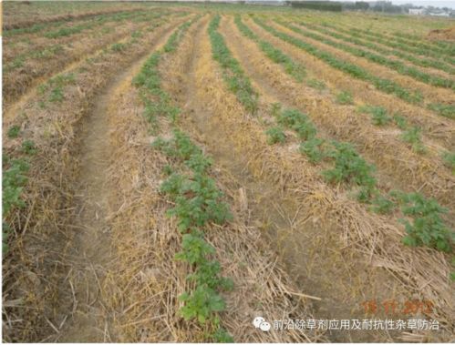 广东多熟制耕作栽培模式下除草剂药害发生状况与预防措施