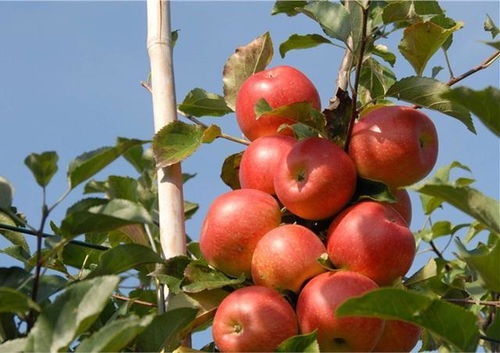 苹果树栽培技术 苹果与钙及缺钙症状