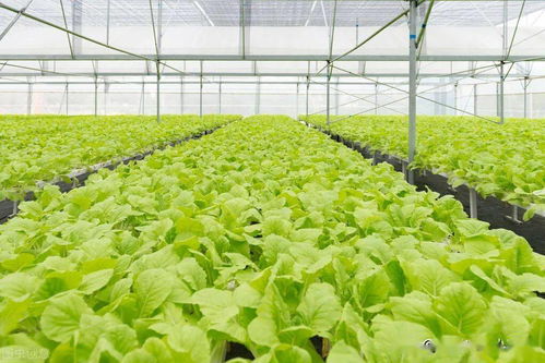 农技小课堂 种植 要想使越冬蔬菜长势好 产量高,这7条大棚管理细节一定要做对