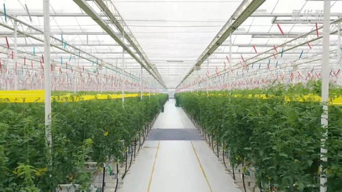 新华全媒 番茄立体栽培 来看智慧温室里的 黑科技