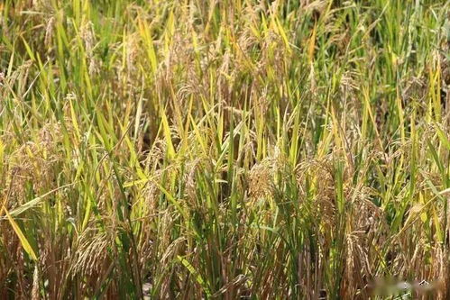 再生稻留桩高度多少 再生季需要打农药吗 抓好栽培要点获高产