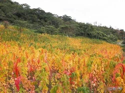 基金项目 北京市门头沟区台湾红藜引种栽培技术