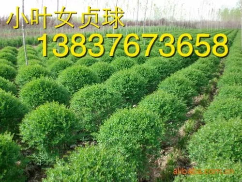 资讯 河北3公分红花木槿精品苗木