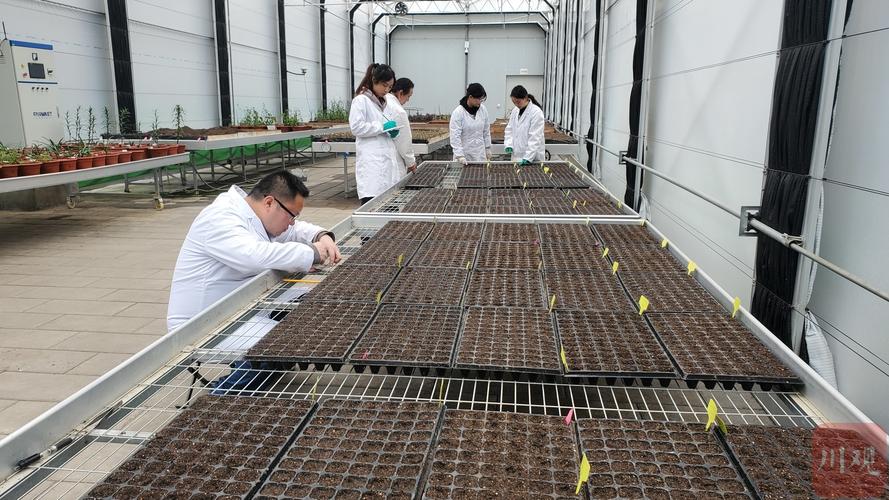 3月12日,在成都市植物园科研苗圃基地,科研工作人员正加紧进行2万多粒